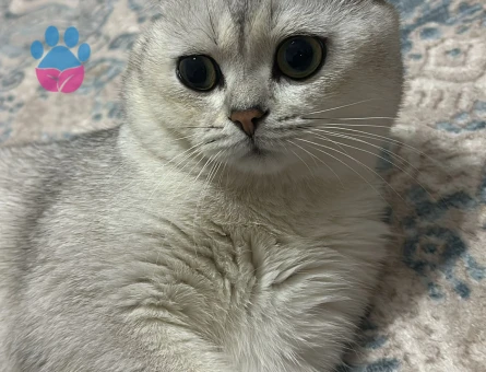Scotish Fold Silver Ns11 Özel Bir Cins
