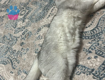 Scotish Fold Silver Ns11 Özel Bir Cins