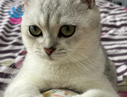 Scotish Fold Silver Ns11 Özel Bir Cins