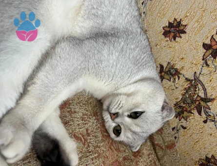 Scotish Fold Silver Ns11 Özel Bir Cins