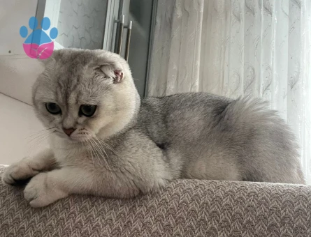 Scotish Fold Silver Ns11 Özel Bir Cins