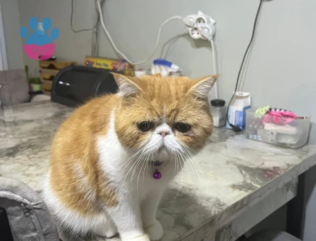 Kedime eş arıyorum