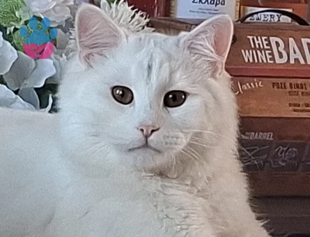 Yakışıklı rıfkı