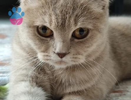 Kızımıza eş arıyoruz ☺️