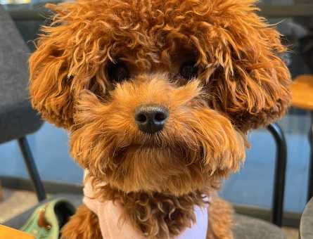 Poodle - 118981118