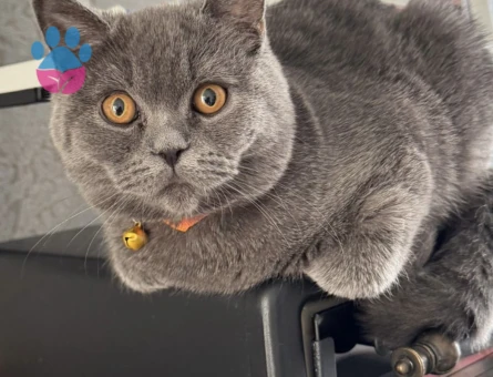 Oğlumuza eş arıyoruz