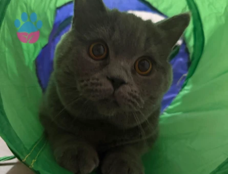 Oğlumuza eş arıyoruz