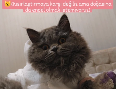 Puffy için yakışıklı bir eş arıyoruz - 118974090