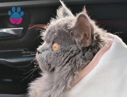 Puffy için yakışıklı bir eş arıyoruz