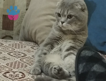 Erkek kedım ıcın cıft arıyorum