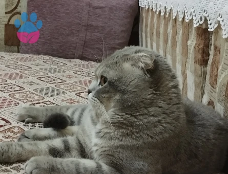 Erkek kedım ıcın cıft arıyorum