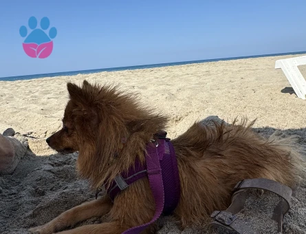 Kızıma eş arıyorum