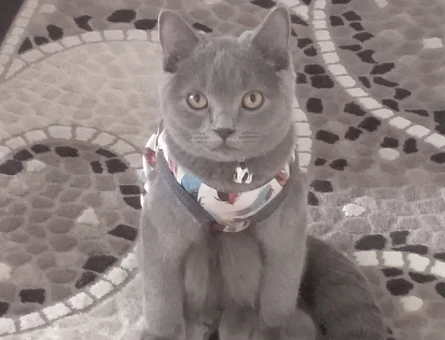 Kedi çiftleştirme - 118974098