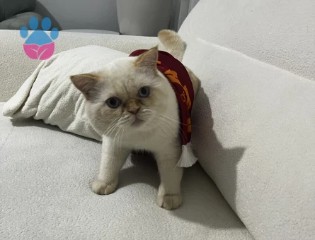 British shorthair 1,5 Yaşında Eş Arıyorum