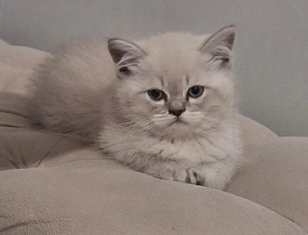 British Shorthair Mavi Gözlü Bebeğim Eş Arıyor - 118981798