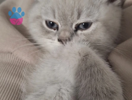British Shorthair Mavi Gözlü Bebeğim Eş Arıyor