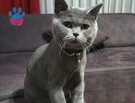 British Shorthair Kedime Acil Eş Arıyorum