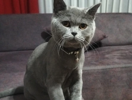 British Shorthair Kedime Acil Eş Arıyorum - 118981800