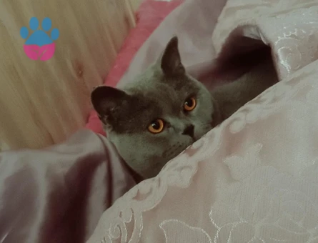 British Shorthair Kedime Acil Eş Arıyorum