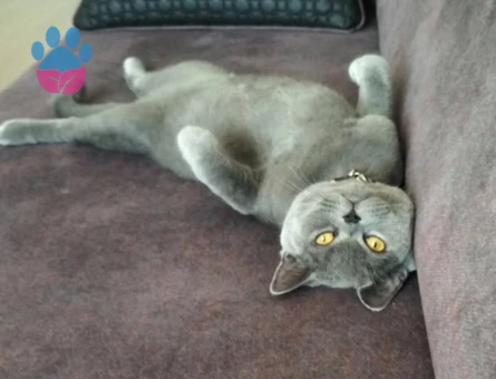 British Shorthair Kedime Acil Eş Arıyorum