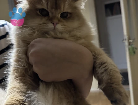 Golden brithish long hair ny12