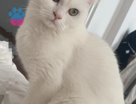 British 1 buçuk yaşında Kızgınlıtka