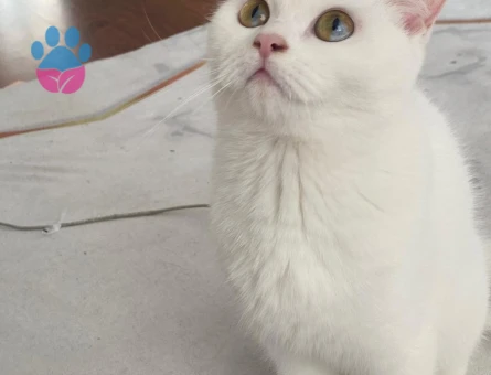 British 1 buçuk yaşında Kızgınlıtka