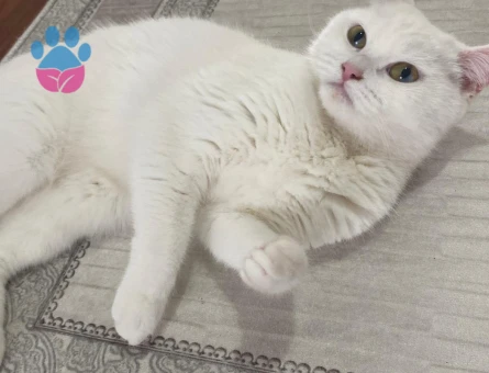 British 1 buçuk yaşında Kızgınlıtka