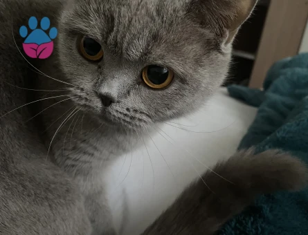 British Shorthair Mila Eş Arıyor