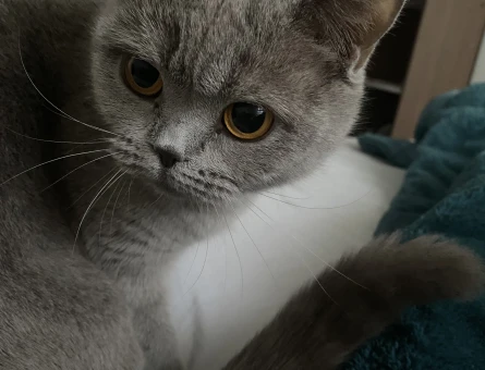 British Shorthair Mila Eş Arıyor - 118981805