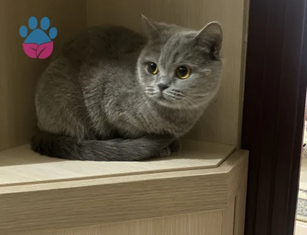 British Shorthair Mila Eş Arıyor