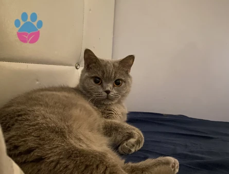 British Shorthair Mila Eş Arıyor