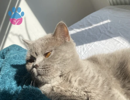 British Shorthair Mila Eş Arıyor