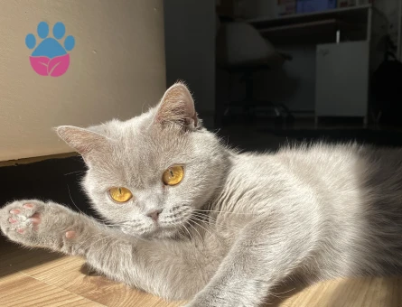 British Shorthair Mila Eş Arıyor