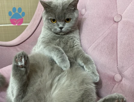 British Shorthair Mila Eş Arıyor