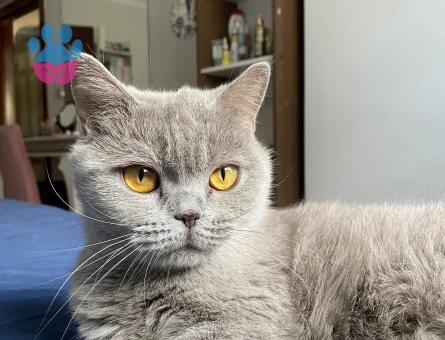 British Shorthair Mila Eş Arıyor