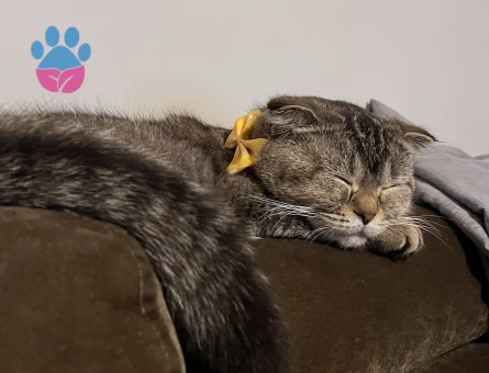 Scottish Fold Güzel kızıma eş arıyorum