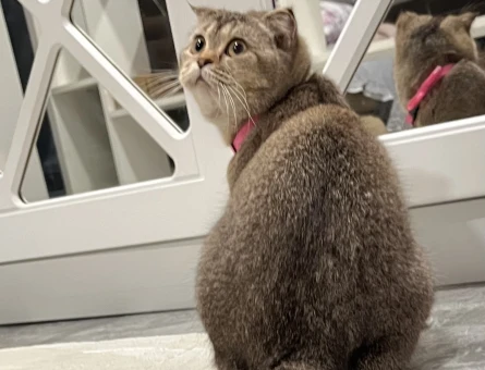 Scottish Fold Güzel kızıma eş arıyorum - 118981806