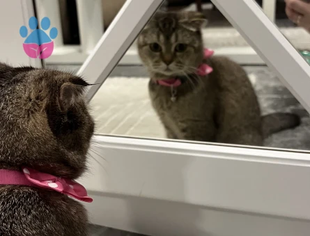 Scottish Fold Güzel kızıma eş arıyorum