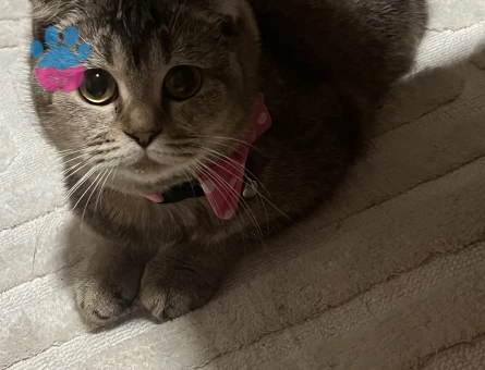 Scottish Fold Güzel kızıma eş arıyorum