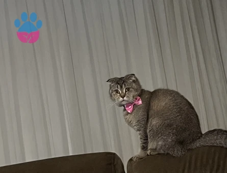 Scottish Fold Güzel kızıma eş arıyorum