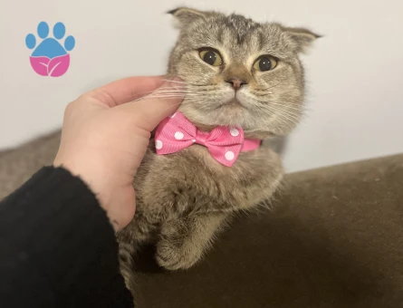 Scottish Fold Güzel kızıma eş arıyorum