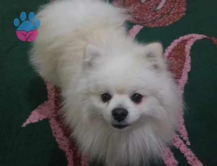 Poomeranian Boo Oğlumuza eş ariyoruz