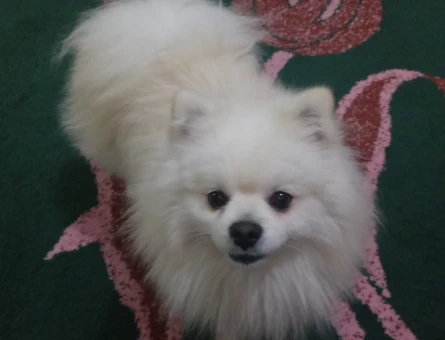 Poomeranian Boo Oğlumuza eş ariyoruz - 118981809