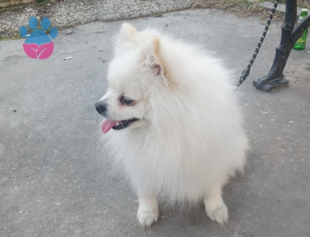 Poomeranian Boo Oğlumuza eş ariyoruz