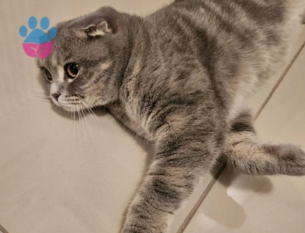 13 aylık pamuğumuza erkek eş arıyoruz