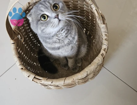 13 aylık pamuğumuza erkek eş arıyoruz