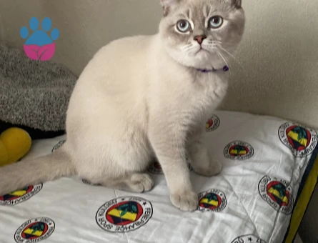Yulafımıza British Shorthair hanımefendi arıyoruz