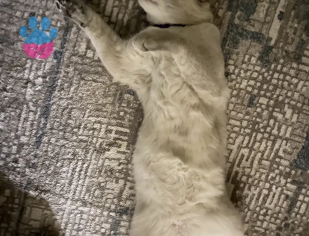 Yulafımıza British Shorthair hanımefendi arıyoruz