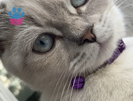 Yulafımıza British Shorthair hanımefendi arıyoruz